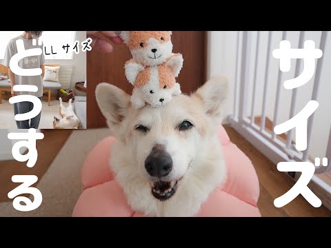 Tシャツのサイズ感についてお転婆コーギーと確認しました！【オリジナルグッズ】