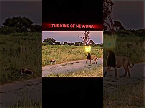 the power of black lion#animals#wildlife#lion#shorts#viralshorts
