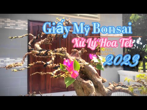 Giấy Mỹ Bonsai,thực nghiệm xử lý hoa tết 2023 bằng cách lặt lá.#hoagiay #NguyenBinhBonsai