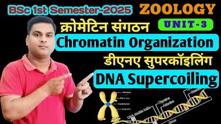 DNA Supercoiling in Hindi//Chromatin Organisation in Hindi//BSc 1st Year 1st Semester Zoology Unit 3