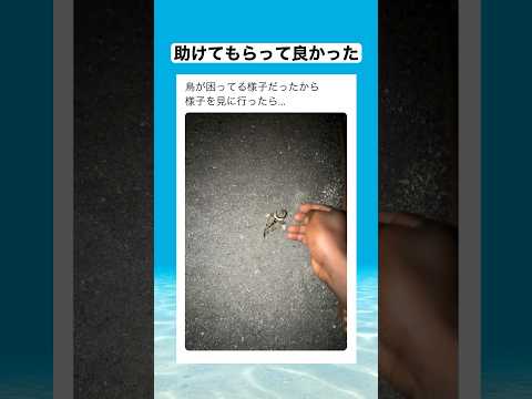側溝に落ちてしまったヒナを心配そうに見る親鳥　#shorts #動物 #おすすめ