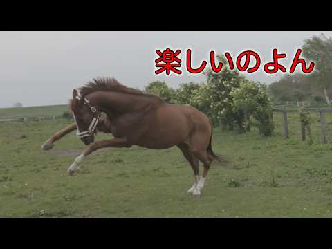 元競走馬タマゴカケゴハン、一人はやだけど帰るのも嫌なのよん!(ノーカット)