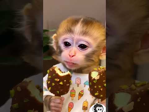 Two Ice Creams = One Very Happy Monkey! ๐ฆ๐๐คฃ