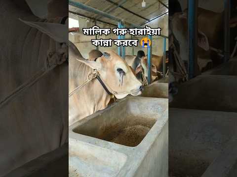 মালিক গরু হারাইয়া কান্না করবে গরু মালিককে হারাইয়া কান্না করবে | #shorts #viral #mainpigeonloft
