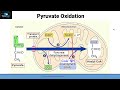 Aerobic Respiration Concepts