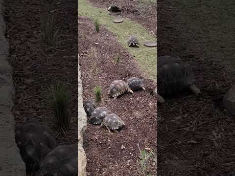 Tortoise Fight Club! 