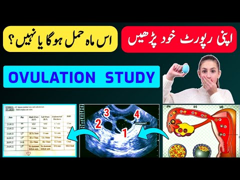 How To Get Pregnant in One Night | Ovulation Study |Ovulation Day |Follicular Study |Ovulation Tips