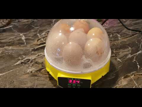 Mini intelligent 7 egg incubator