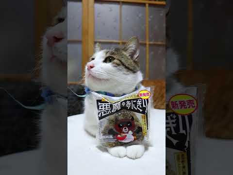 猫の動画サムネイル - 悪魔のおにぎり　250506　#のせ猫　#ねこ  #cat #ねこ #ネコ #猫のいる暮らし　#悪魔のおにぎり　#ローソン #猫