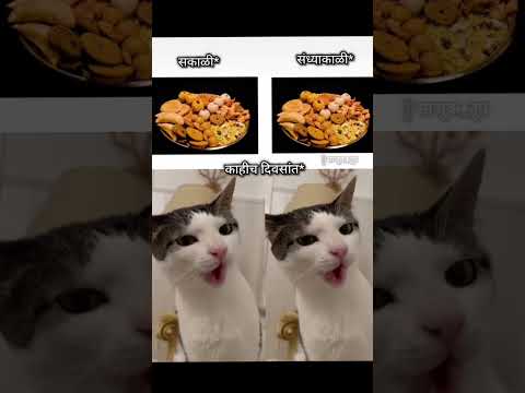 आली दिवाळी..!!😂😜😂😝😂 #bappa #funny #cat #dogs #dog #shortsfeed #shortvideo #ternding #new #comedy