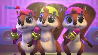 🐿️ Concertul veverițelor | Super Pisicuțe | Disney Junior România