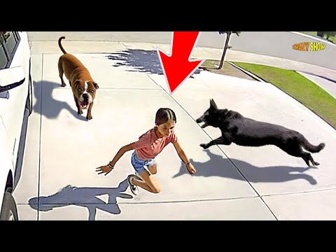 10 HERO ANIMALS THAT SAVED HUMAN LIVES!