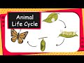 Animal Life Cycle and Characteristics