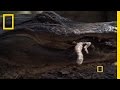 Alligator Maternal Behavior and Survival
