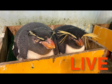 【LIVE】ペンギンの繁殖期に突入しました！