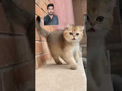 Bili ki dukh bhari kahani #cat #catlover #funny #cutecat #cute #viral #comedy  #greenscreen