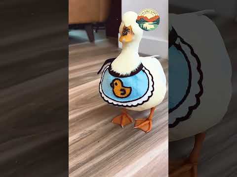 قصة حياة البطة الجميلة  #animals #اكسبلور #حيوانات_برية #حيوانات #قصص #الغابة #معلومات #قطط