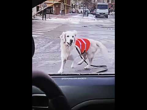 This Dog is a True Hero🐕❤️