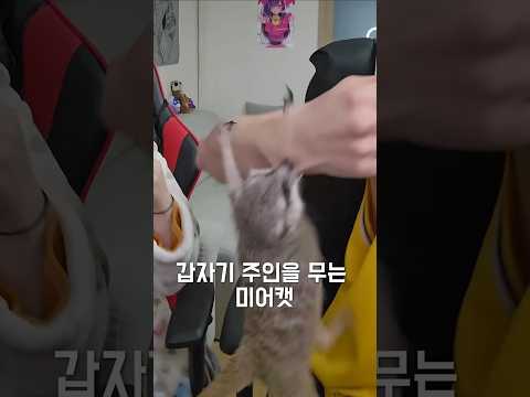 갑자기 주인을 무는 미어캣