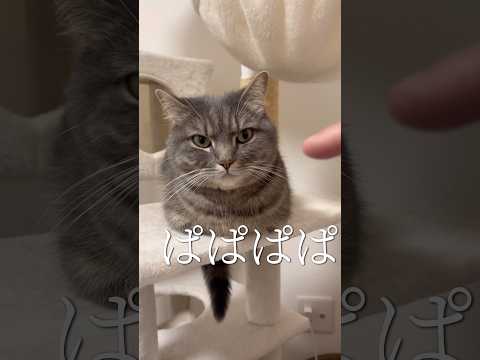 猫を迎えたら知っておきたいケアのポイントと注意点 サムネイル