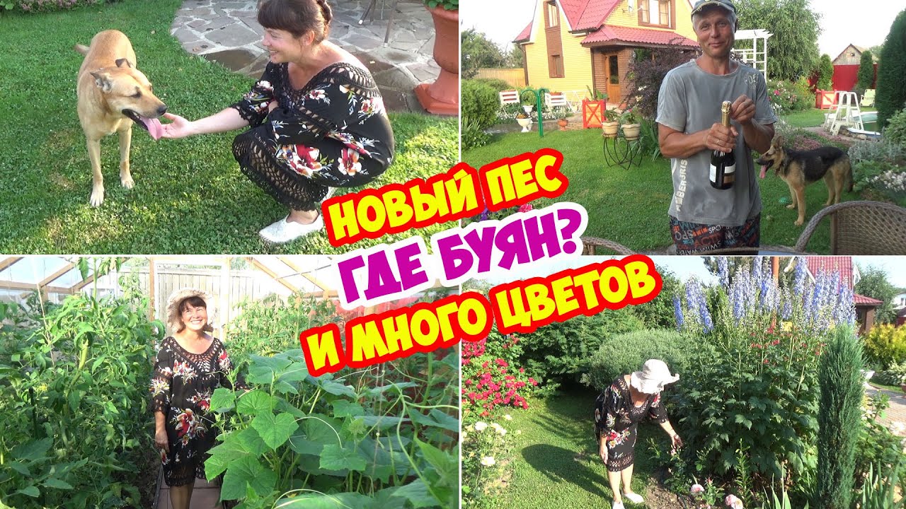 Новый пёс. Что с Буяном? Из чего наш газон? Цветение роз, гортензий, дельфиниума