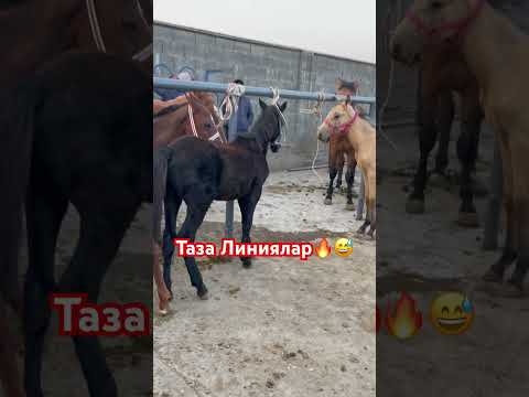 #рекомендации #рек #horse