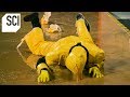 MythBusters Glue Trap Experiment Analysis