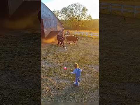 Esto pudo acabar muy diferente 😰🐂 / This could’ve ended very differently 😰🐂 #viralshorts #viral #fyp