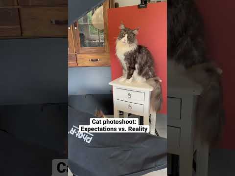 Catographer at work 📸😹 #furryfritz #catographer #cats #kittens #funnycats #expectationvsreality