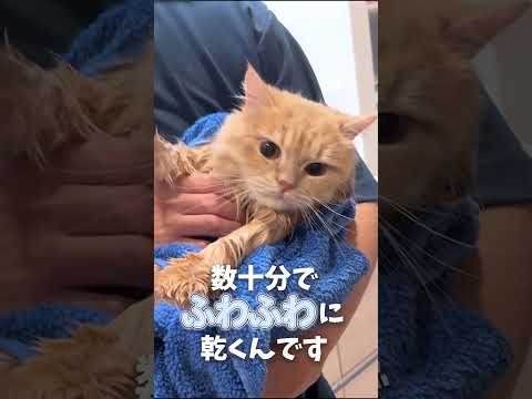 【便利すぎ】最新のペットドライルームが凄すぎました…