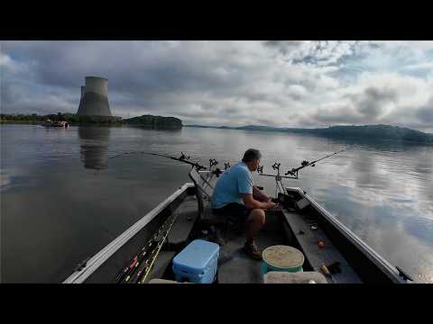 One Eyed Radio Active Catfish
