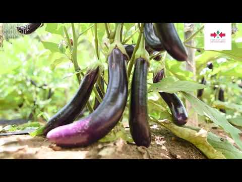 View on Youtube