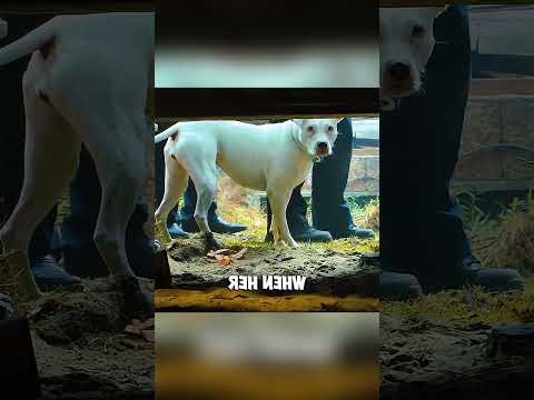 “A Lealdade de Bella”#shorts