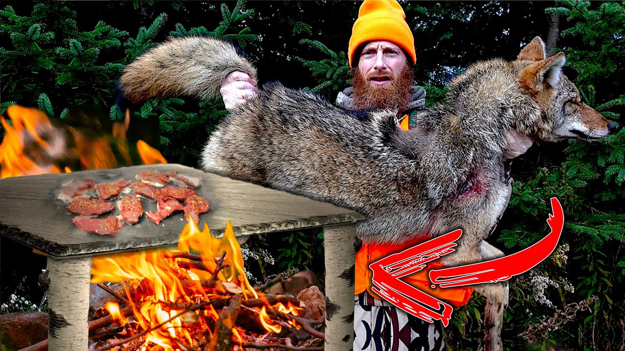 COYOTE Catch, Cook on Primitive Rock! (Build Snow Cave Shelter)