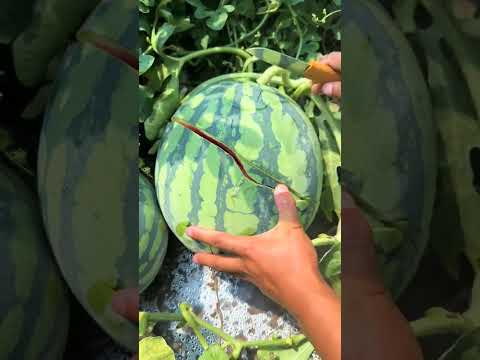 Спелый арбуз🍉