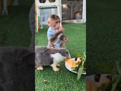 Rabbit and Monkey Friendship #shorts