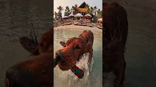 Tug-of-War with Golden Retriever 🎬 Agniya Mikheieva #Shorts #POV