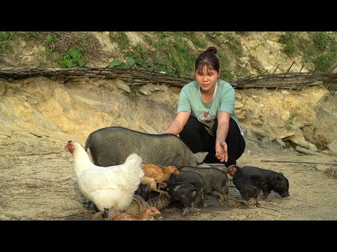 Watering vegetables, bathing and washing floors, chopping vegetables for pigs to eat