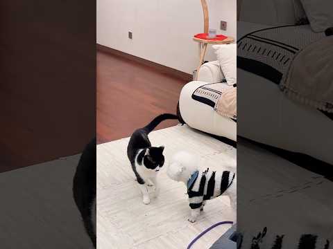 ๋ ๋ฅ์ด๋ ๋๋๊ฐ ์ ค ์ข์ ๋ฉ! ๋๋ ๊ทธ๋ ๋์น! โI love playing with the kitty! Woof!โโMe too! Meow!โ