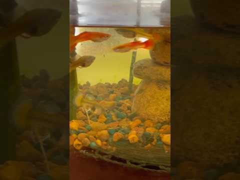 Final look at our Bamboo Aquarium! #aquarium #gupp Here's a playlist of our aquariums, turtles, and fish_ https_//www.youtube.com/watch?v=1z6lsyCZ9Dk&l