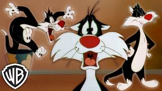 Sylvester Giving Pure Aries Energy ♈️😸 | Looney Tunes | @GenerationWB​
