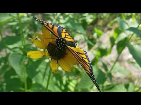 Hanging at Heckrodt Monarchs and Milkweed part 2