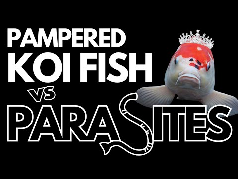 Pampered Koi Fish vs. Parasites_ The Epic Battle  This is about how parasites attack and feast on over-pampered koi fish. People love their koi carp s