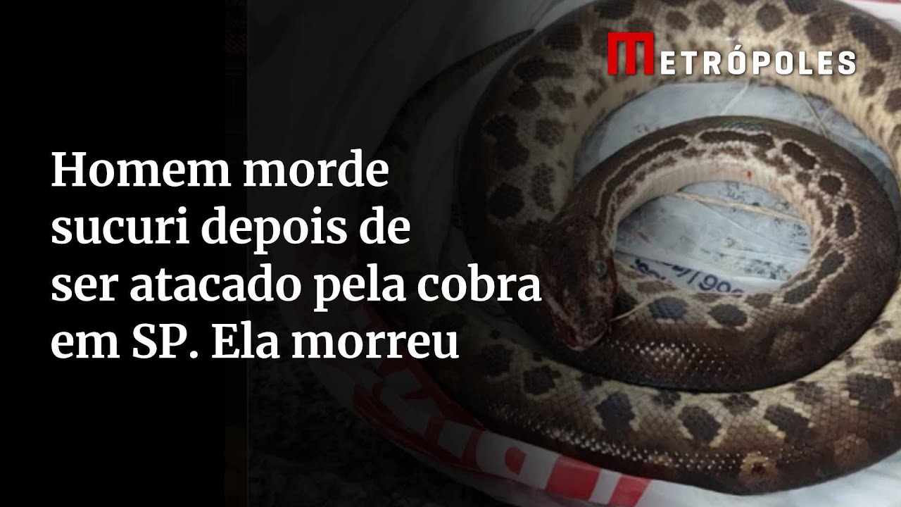 Homem morde sucuri após ser atacado em SP