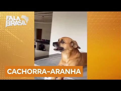 Cachorra caramelo que gosta de subir em locais altos viraliza na internet