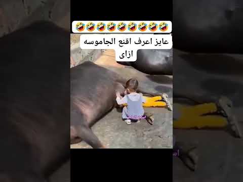#اكسبلور #السعوديه #ضحك #النظافه #cat #ورك #funny #اكلتك #cute #التغطيه
