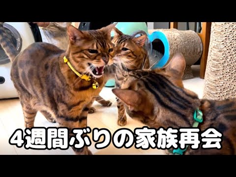 4週間ぶりの猫家族の再会がまさかの展開でした