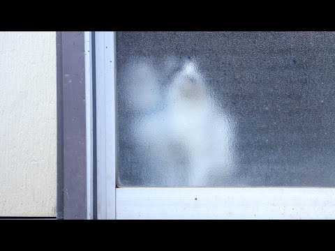 猫の動画サムネイル - ころころちょび　250608