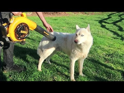 So You Want a Husky? Be Ready for This!