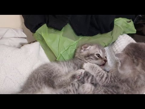 🐱Божество! Котики!